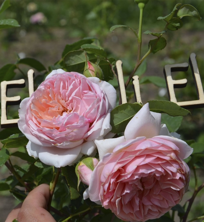 Роза уильям моррис