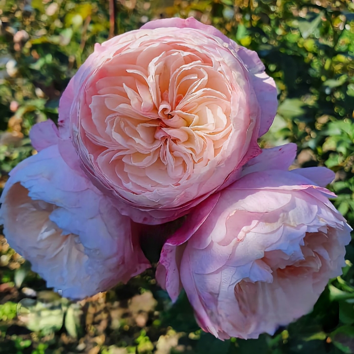 Роза английская констанция