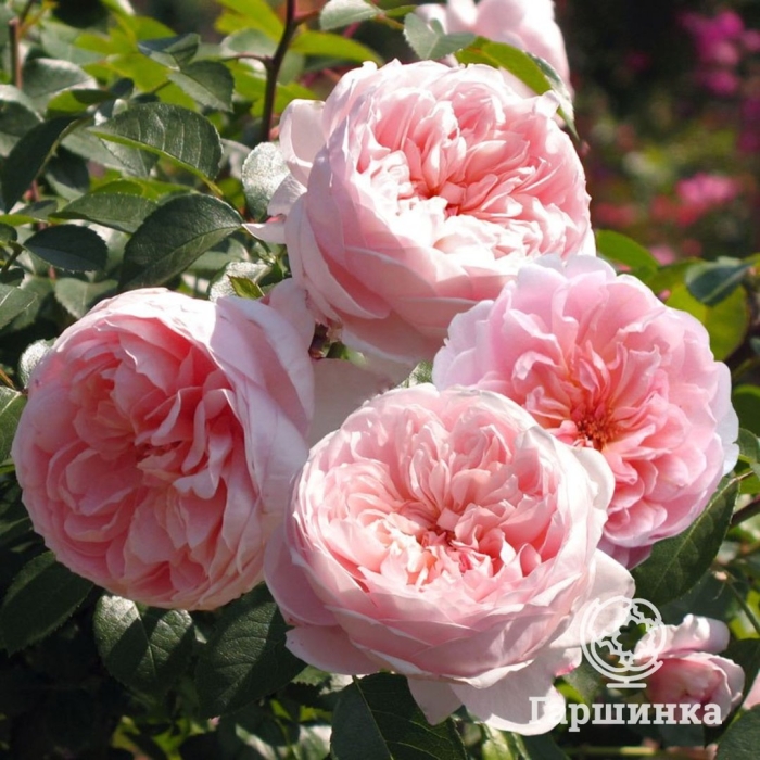 Роза вилдив дэвид остин