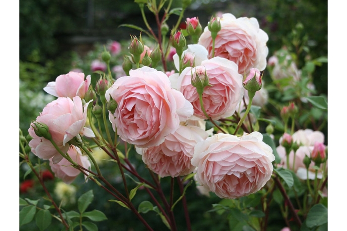 Роза вильям моррис