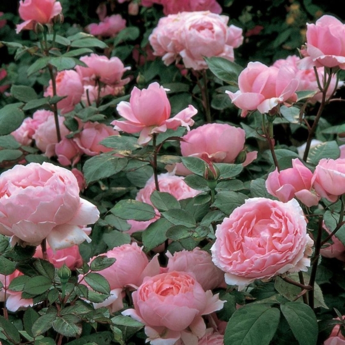 Роза зе алнвик роуз