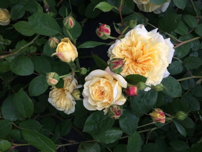 Роза тизинг джорджия