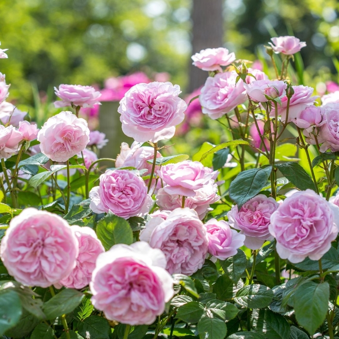 Оливия роза остина