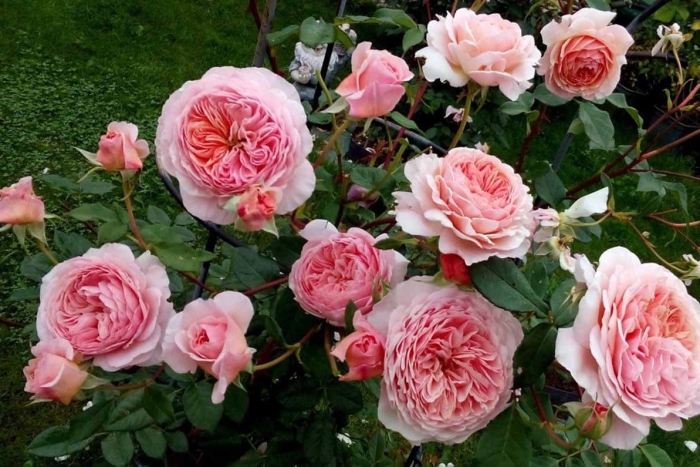 Роза вильям морис