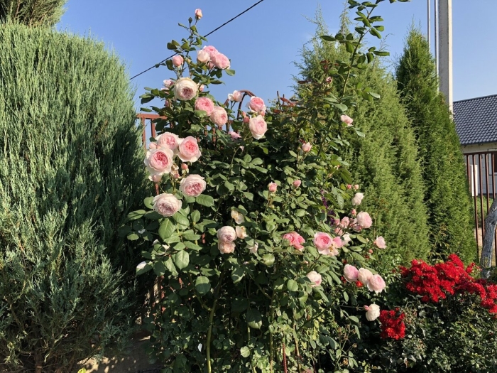 Роза плетистая пьер де ронсар