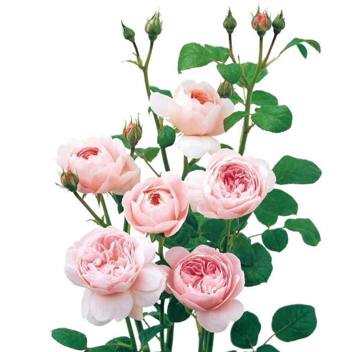 Роза кустовая саммер роуз