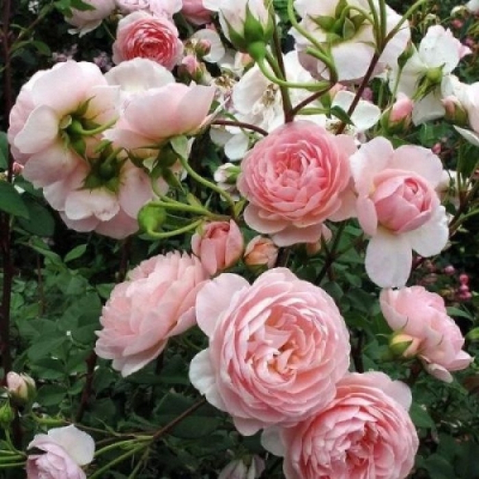 Роза дэвида остина квин оф свиден