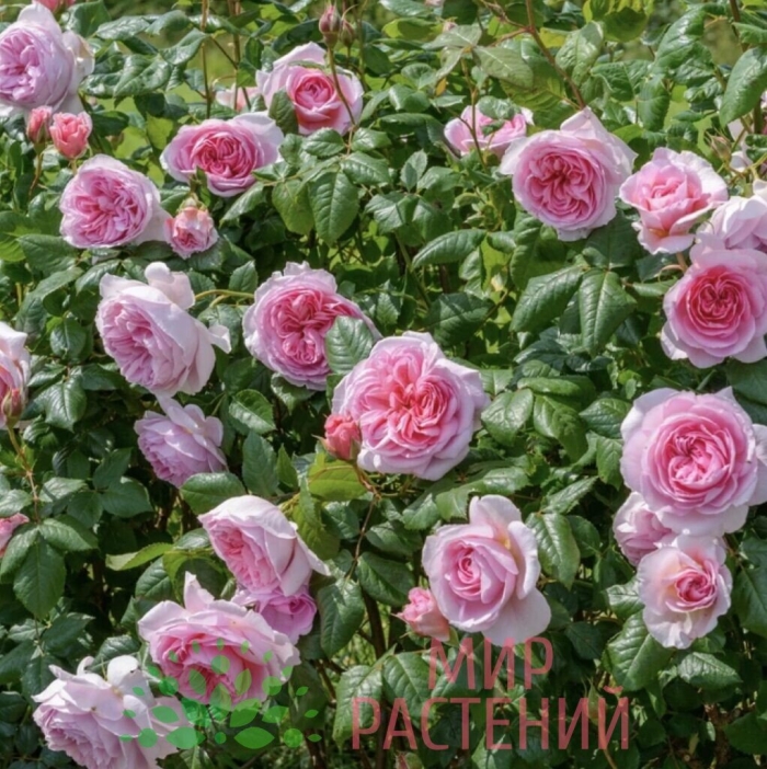 Роза гартентраум