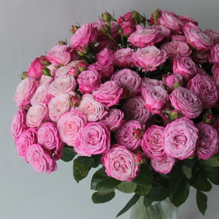 Роза кустовая сансерре