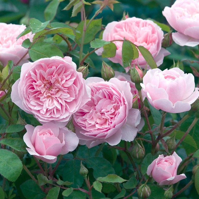 Роза англ.wisley 2008 (остин)