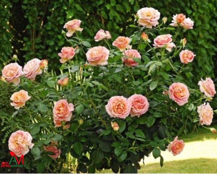 Роза остина чарльз остин