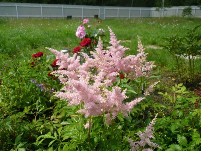 Астильба дельфт лейс