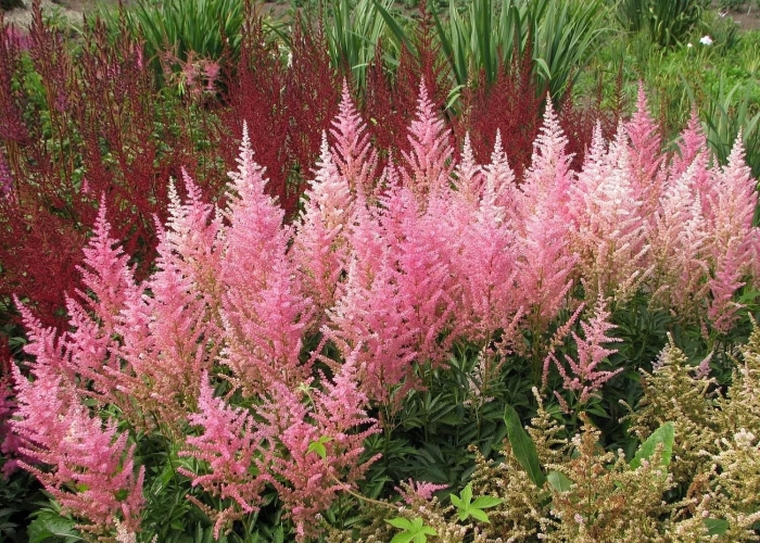 Цветок астильба