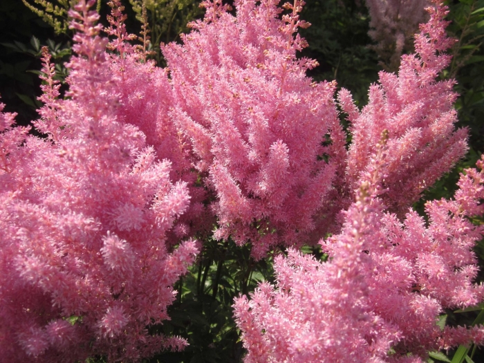 Астильба альба