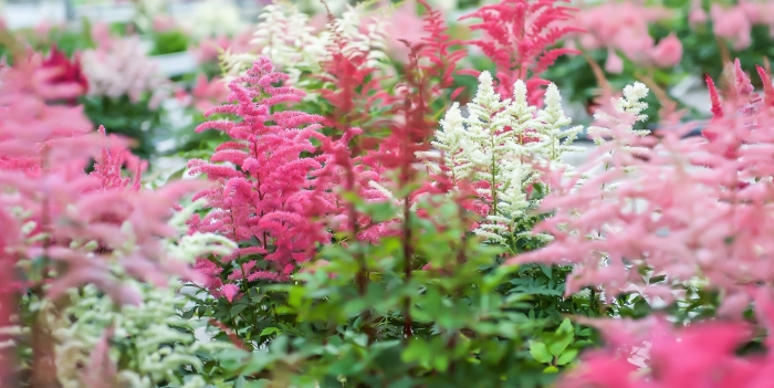 Астильба хот перлз