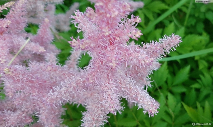 Астильба простолистная афродита