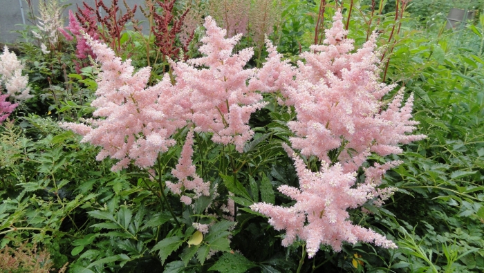 Астильба ред