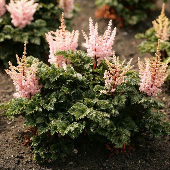Астильба криспа (astilbe) lilliput