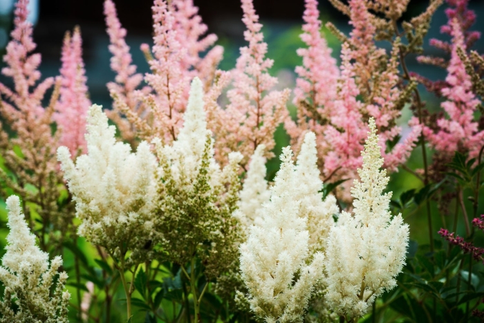 Астильба цветок