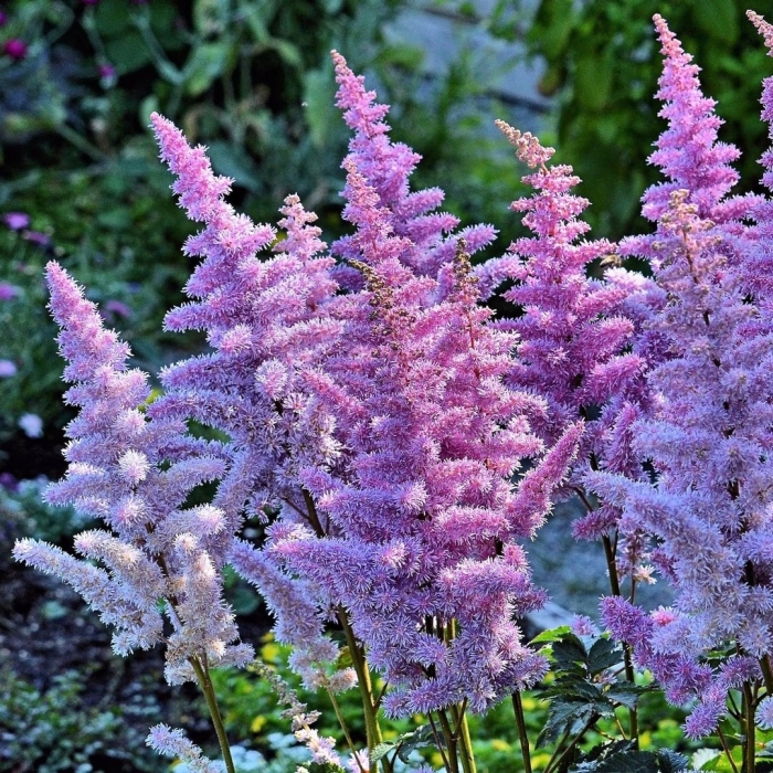 Астильба немо