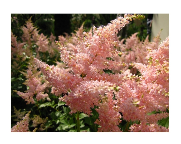 Астильба японская пич блоссом