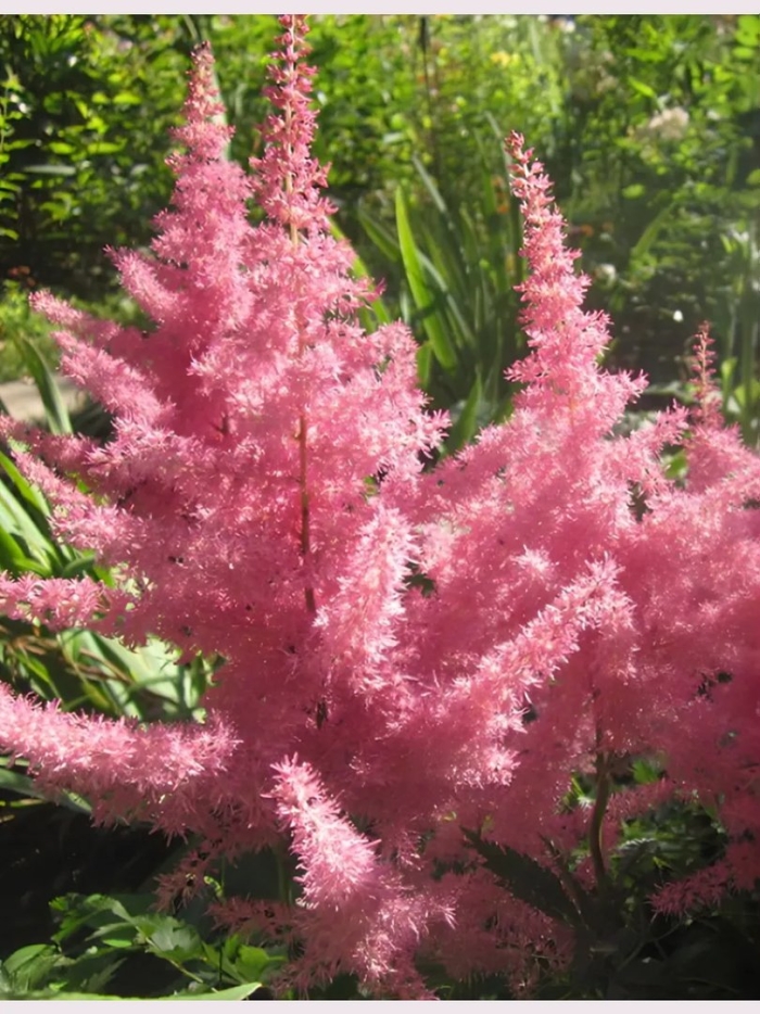 Астильба анита пфайфер