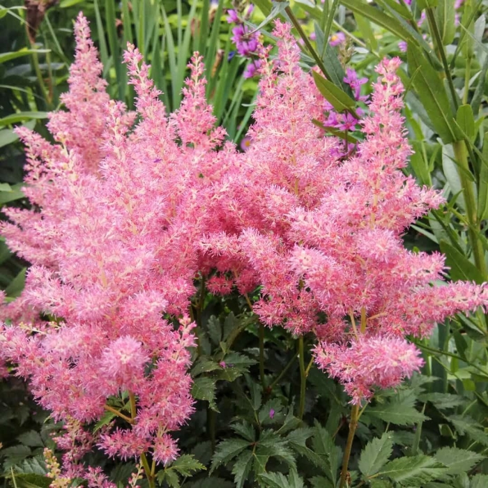 Астильба розовая