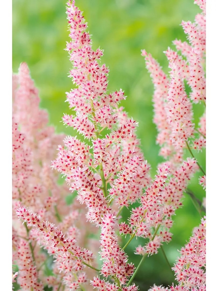 Астильба gloria purpurea