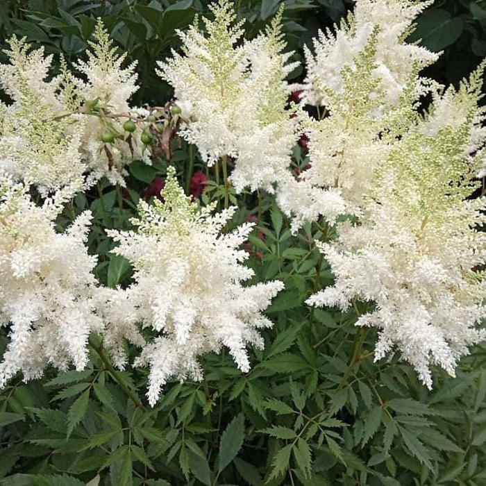 Астильба вейссе глория