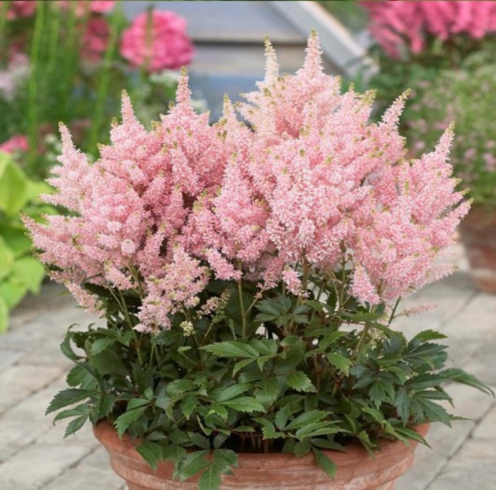 Астильба юник салмон