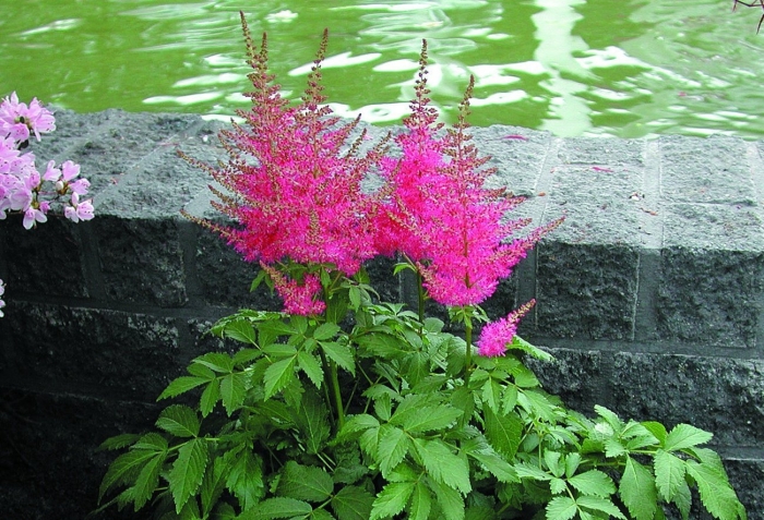 Астильба биг бэнд