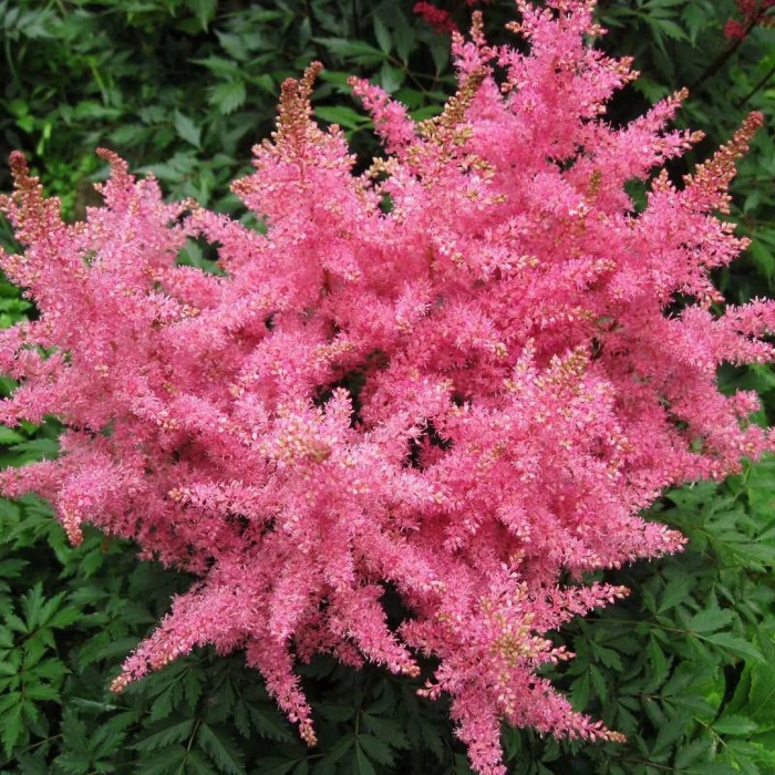 Астильба anita pfeifer
