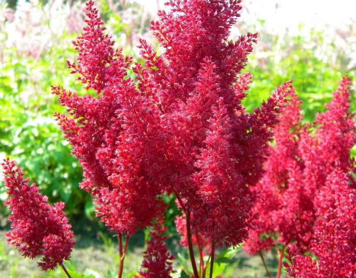 Астильба японская ред сентинел