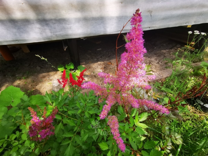 Астильба арендса америка