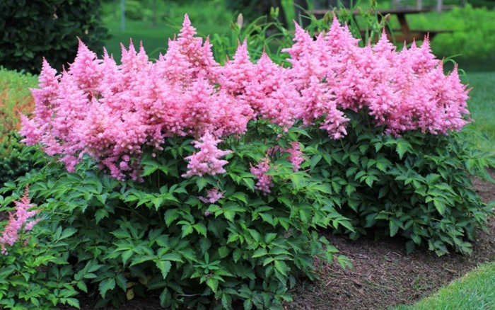 Астильба арендса америка