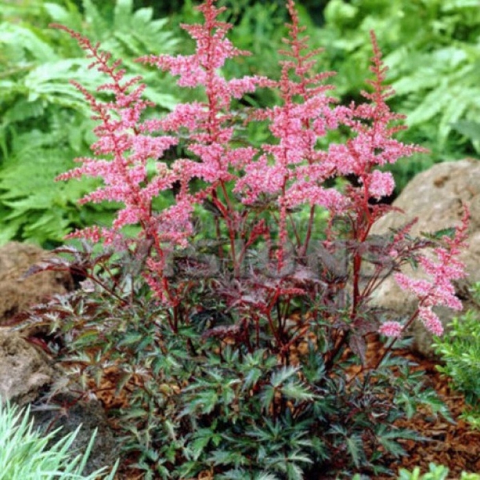 Астильба ки уэст