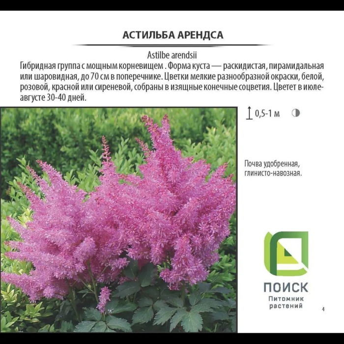Астильба арендса семена