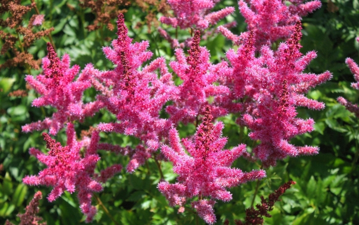 Астильба veronica klose