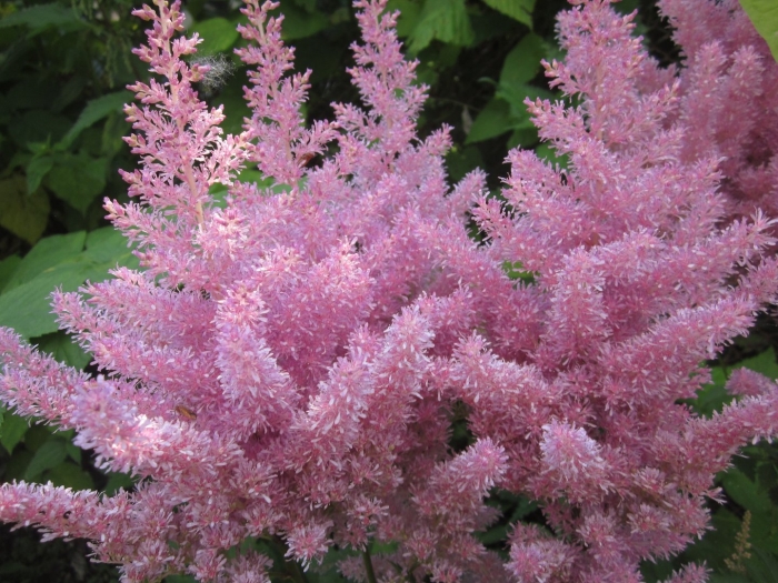 Астильба арендса систер тереза