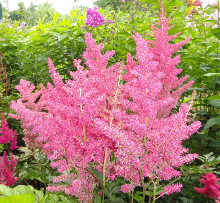 Астильба рейнланд