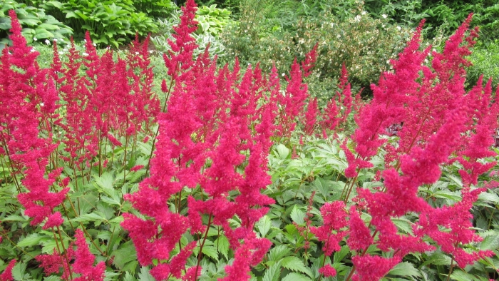 Астильба арендса гранат