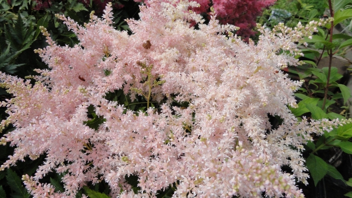 Астильба sugarberry