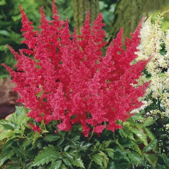 Астильба монтгомери