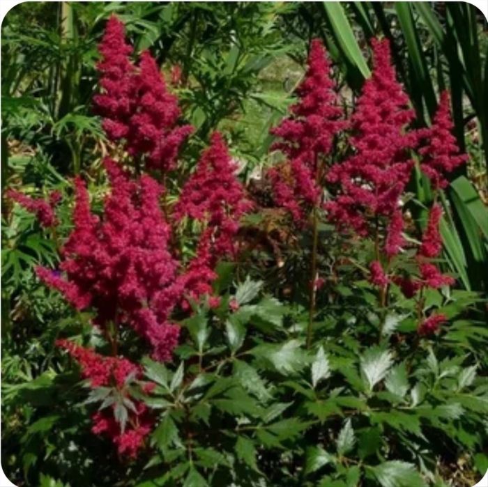 Астильба гранат