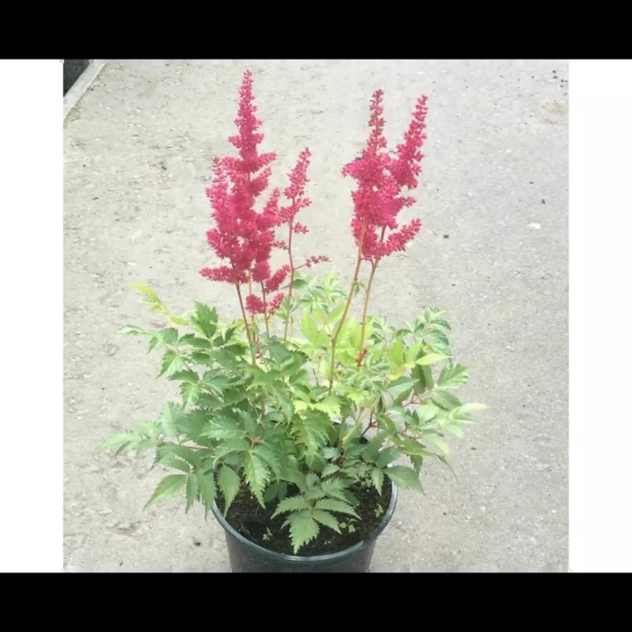 Астильба майти ред куин