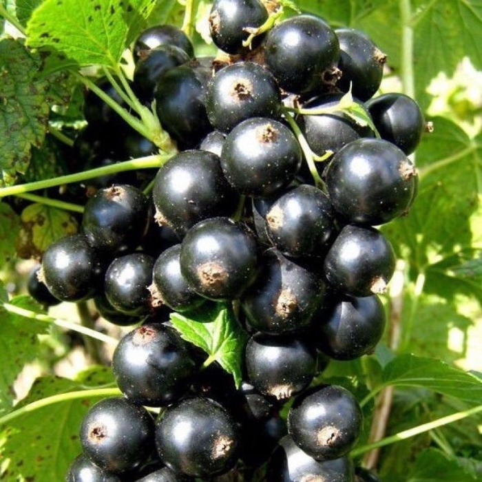 Смородина черная санюта