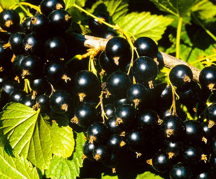 Сорт черной смородины голубка