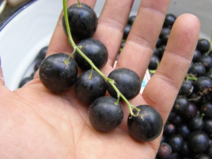 Черная смородина садко