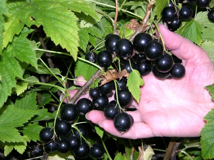 Сорт смородины селеченская