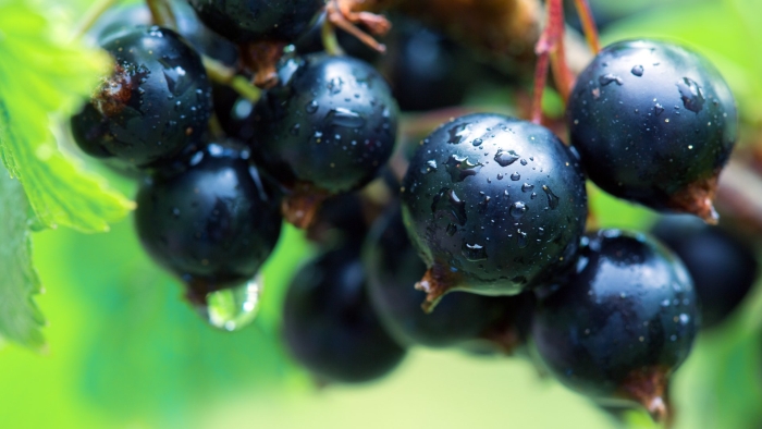 Ягода смородина черная